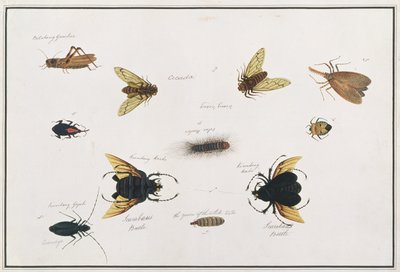 Bilalang Gambur, Cicada, Koombang Kerbo, Koombang Gajah, Scaraboeus Beetle, Ucanucang, from Drawings of Animals, Insects and Reptiles from Malacca by Chinese School